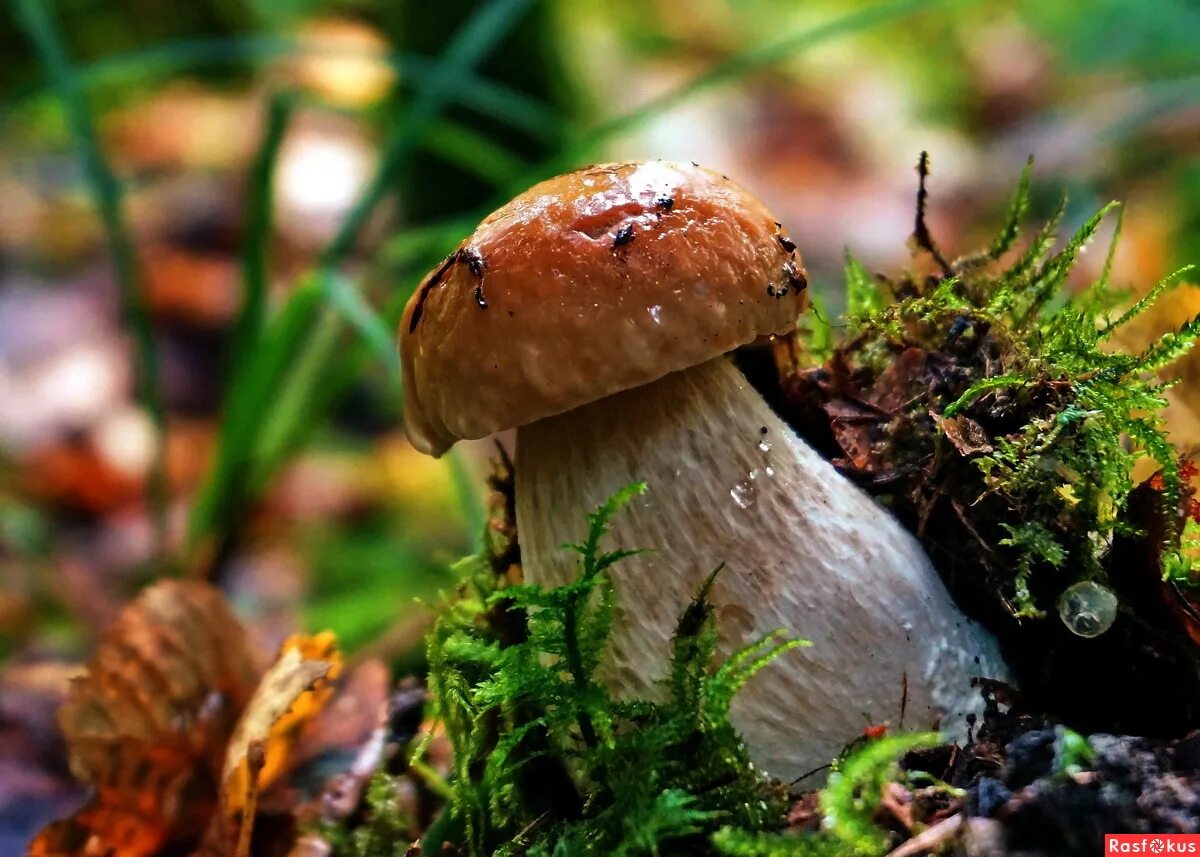 стихи про сбор грибов. грибная пора предложение. август грибная пора фото. осень грибная пора. грибная пора.