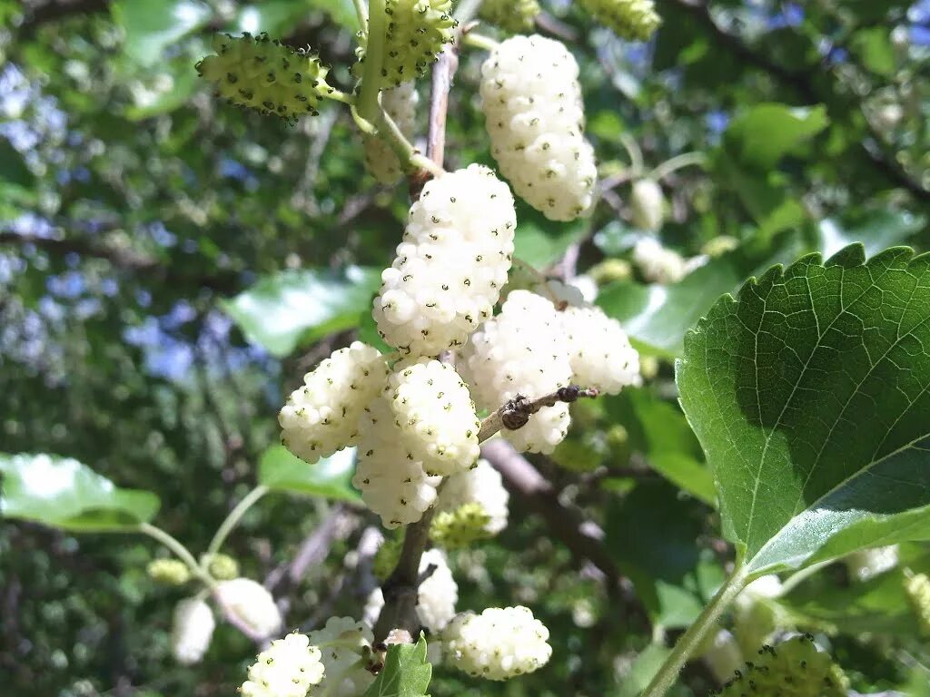 Купить плодовые в москве. Шелковица белая Morus Alba. Тутовник шелковица.