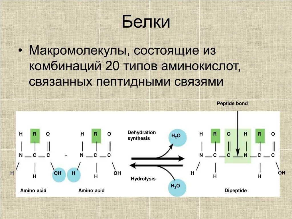 Связаны пептидными связями. Белки макромолекулы. Пептидная связь аминокислот в молекуле белка. Макромолекула белка. Пептидная связь между аминокислотами в молекуле белка.