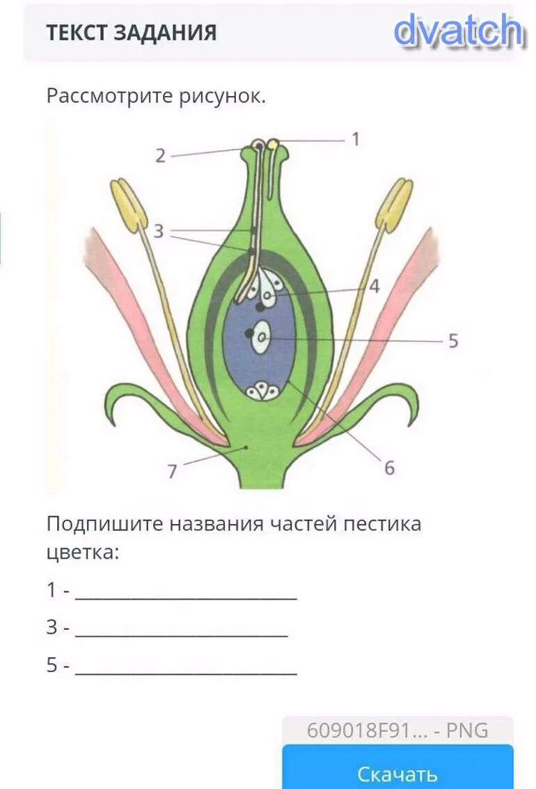 Две главные части цветка. Части пестика. Строение пестика цветка. Подписать название частей цветка. Подпишите названия частей цветка.