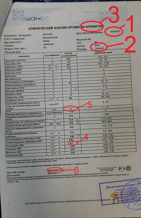 Можно ли определить вич по общему анализу. Общий анализ крови для СПИД. Подделать анализ крови. Общий анализ крови ВИЧ инфицированного.