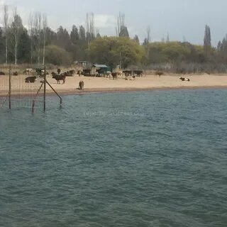 Сары ой