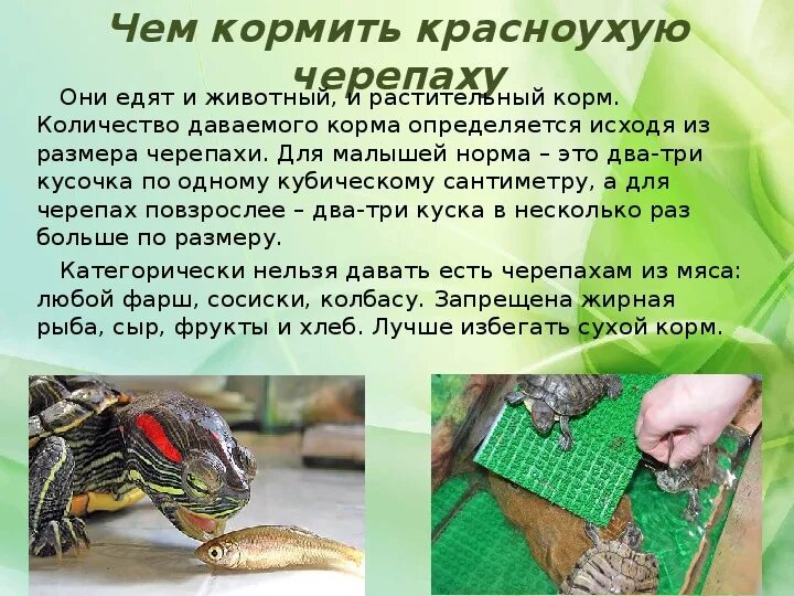 Коасно ухая черепаха рацион. Классификация красноухой черепахи. Красноухая черепаха ареал обитания. Что можно давать красноухим черепахам. Черепаха уход кормление