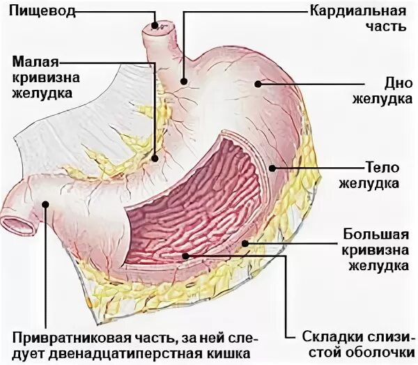 Почему не перевариваются стенки желудка