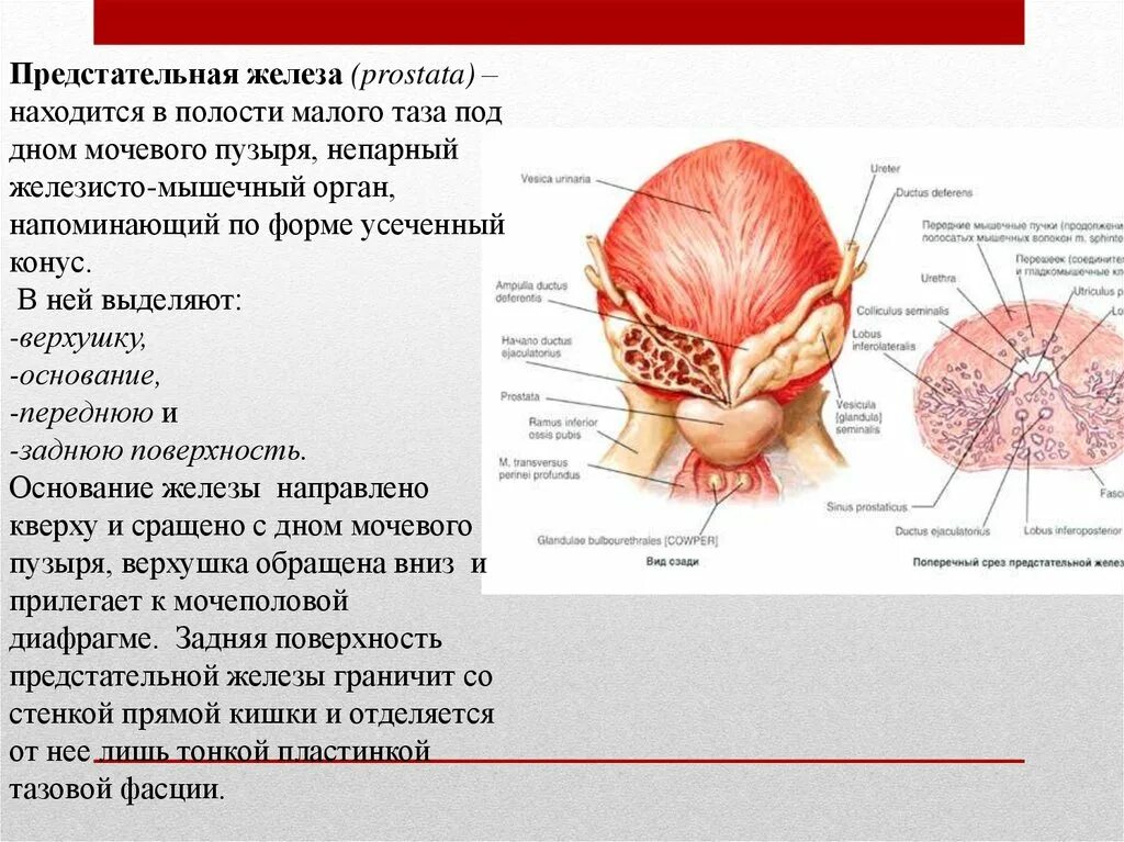 Половые органы строение функции. Предстательная железа строение и функции. Топография мужских половых органов топографическая анатомия. Предстательная железа топография строение. Строениепредстателной железы.