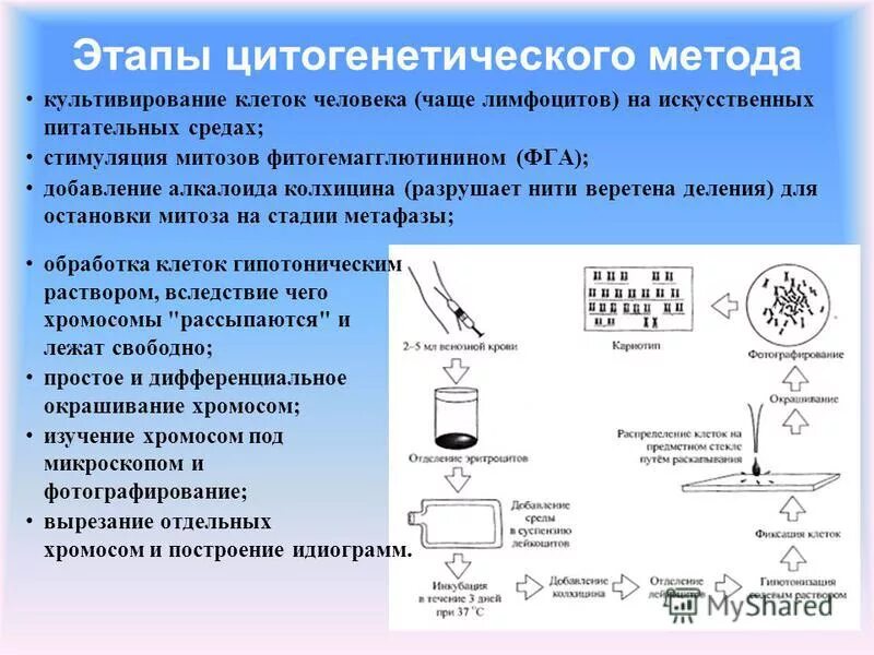 Культивирование лимфоцитов периферической крови. Цитогенетический метод этапы. Цитогенетический метод изучает. Стадии цитогенетического исследования. Цитогенетический метод исследования генетики.