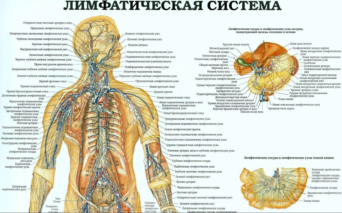 Лимфодренажная система