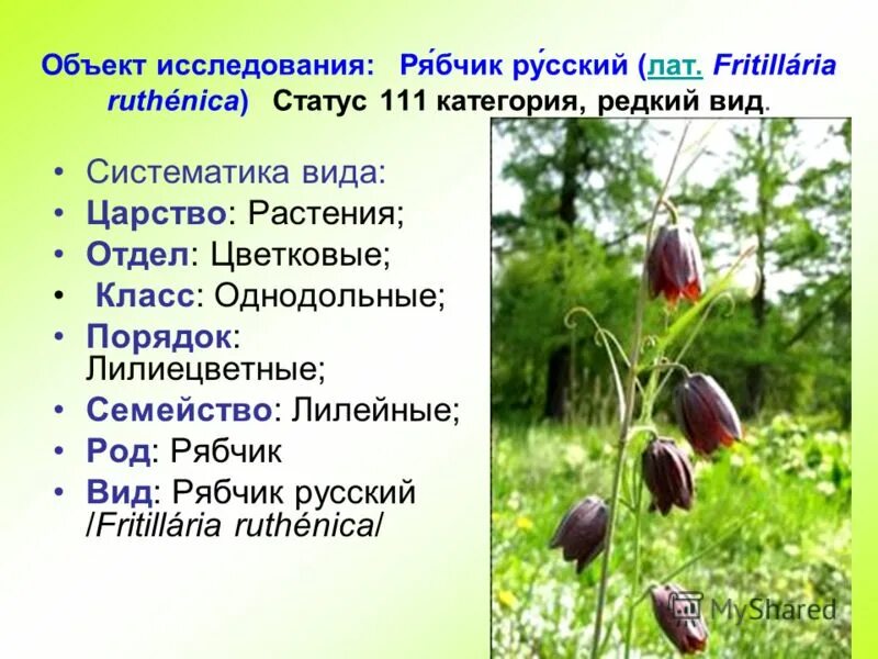 Таксон однодольных растений. Царство отдел класс род вид. Таксон однодольных растений. Таксон однодольных растений. Систематика царства растений.