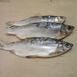 Пелядь рыба вкусная
