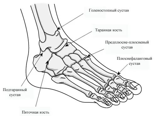 Суставы стопы ног. Строение голеностопа человека кости. строение костей голеностопного сустава. строение голеностопного сустава человека кости. кости голеностопа человека анатомия.