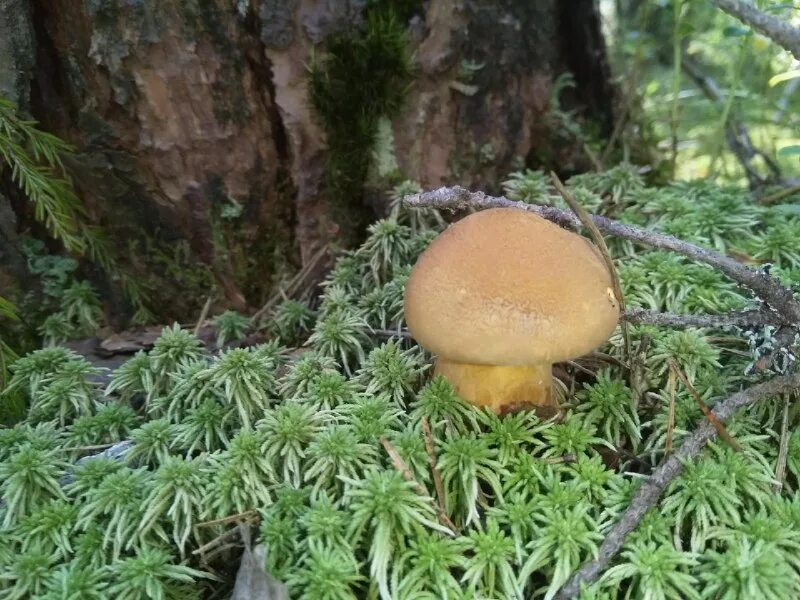 грибы под елкой. боровик еловый. еловый гриб. грибы растущие под елью. маслята в еловом лесу.