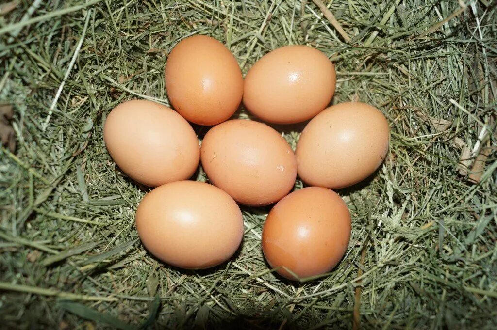 Домашние яйца. Яйцо куриное. Домашние куриные яйца. Яйца Деревенские.
