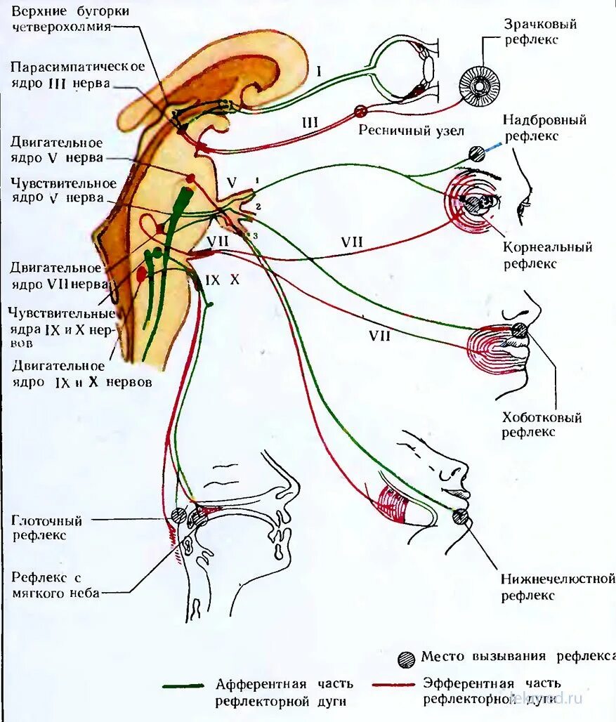 Рефлекторная дуга глотательного рефлекса схема. Схема рефлекторных дуг глотательный рефлекс. Надбровный рефлекс рефлекторная дуга. Надбровный рефлекс физиология рефлекторная дуга.