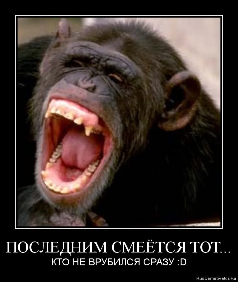 Лошадь ржет. Лошадиная улыбка. Приколы смеяться до слез. Приколы смеяться. Животные смеются.