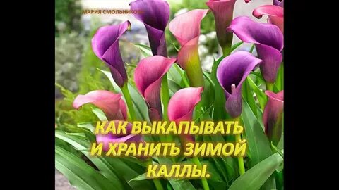 Как сохранить луковицы каллы зимой