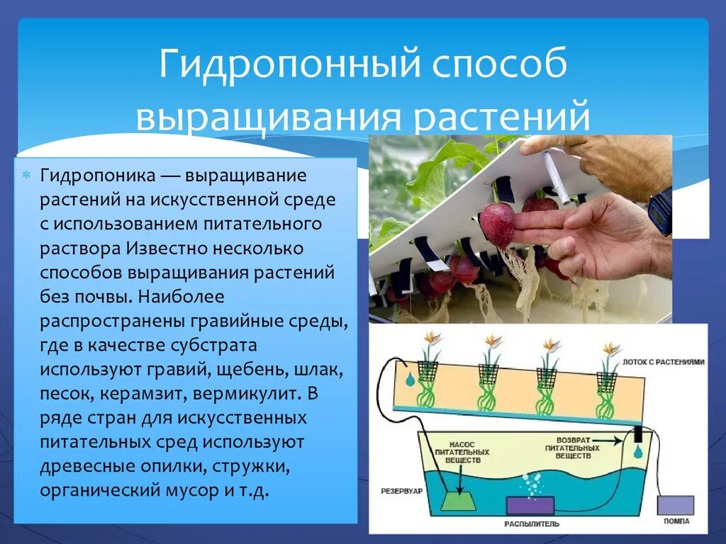 Технология выращивания растений без почвы гидропоника. Гидропонного метода выращивания растений это. Гидропонный способ выращивания растений. Методы гидропонного выращивания.