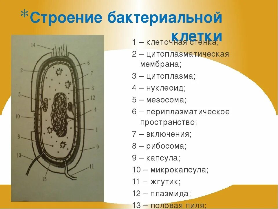 Из каких клеток состоят бактерии