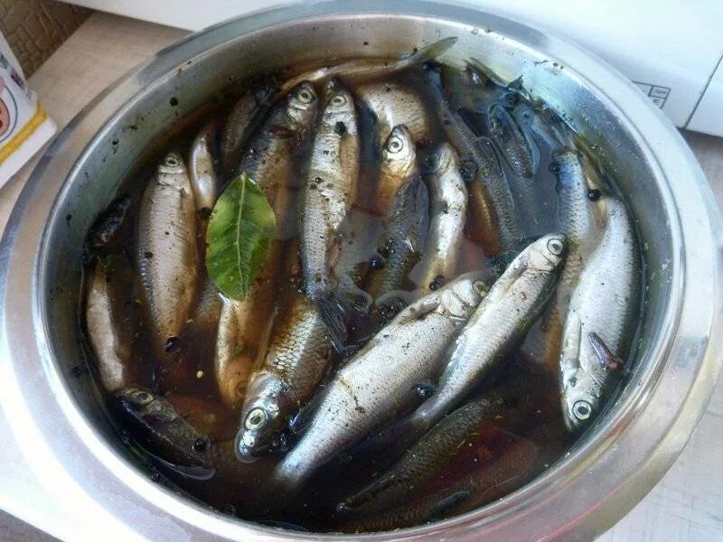 Какую рыбу лучше посолить