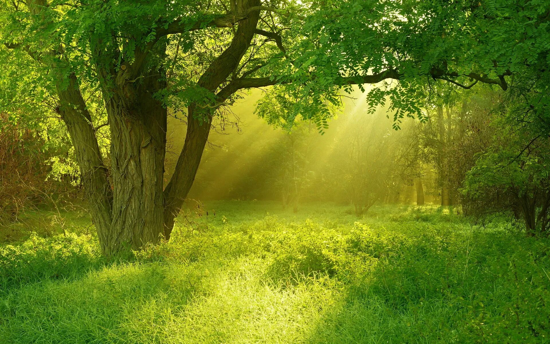Звуки природы днем. Летний лес. Полянка в лесу. Красивая Полянка в лесу. Лес Поляна солнце.
