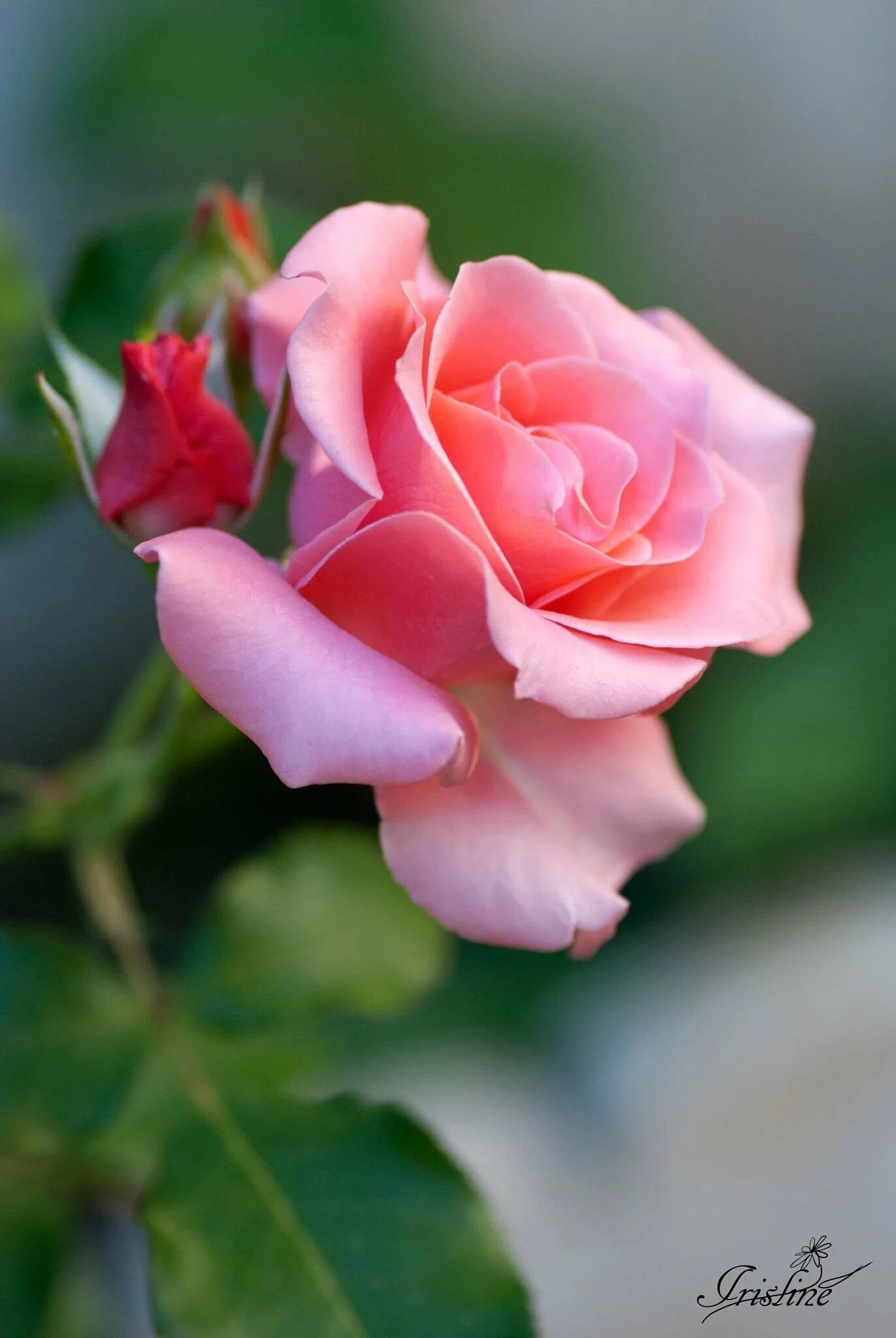 Открытки розы красивые с добрым утром. Прекрасные цветы. Нежные розы. Открытки с добрым утром цветы. Открытки с добрым утром с цветами.