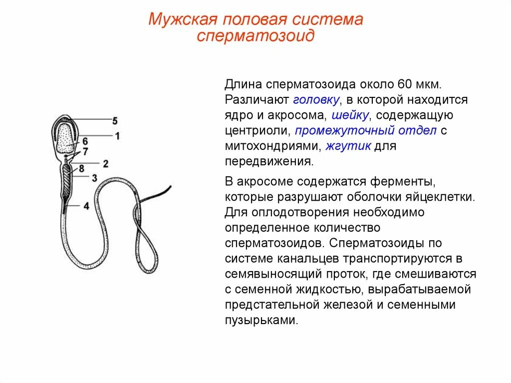 Что такое мужской половой. Строение головки сперматозоида. Ферменты акросомы сперматозоида. Мужская половая система. Длина сперматозоида человека.