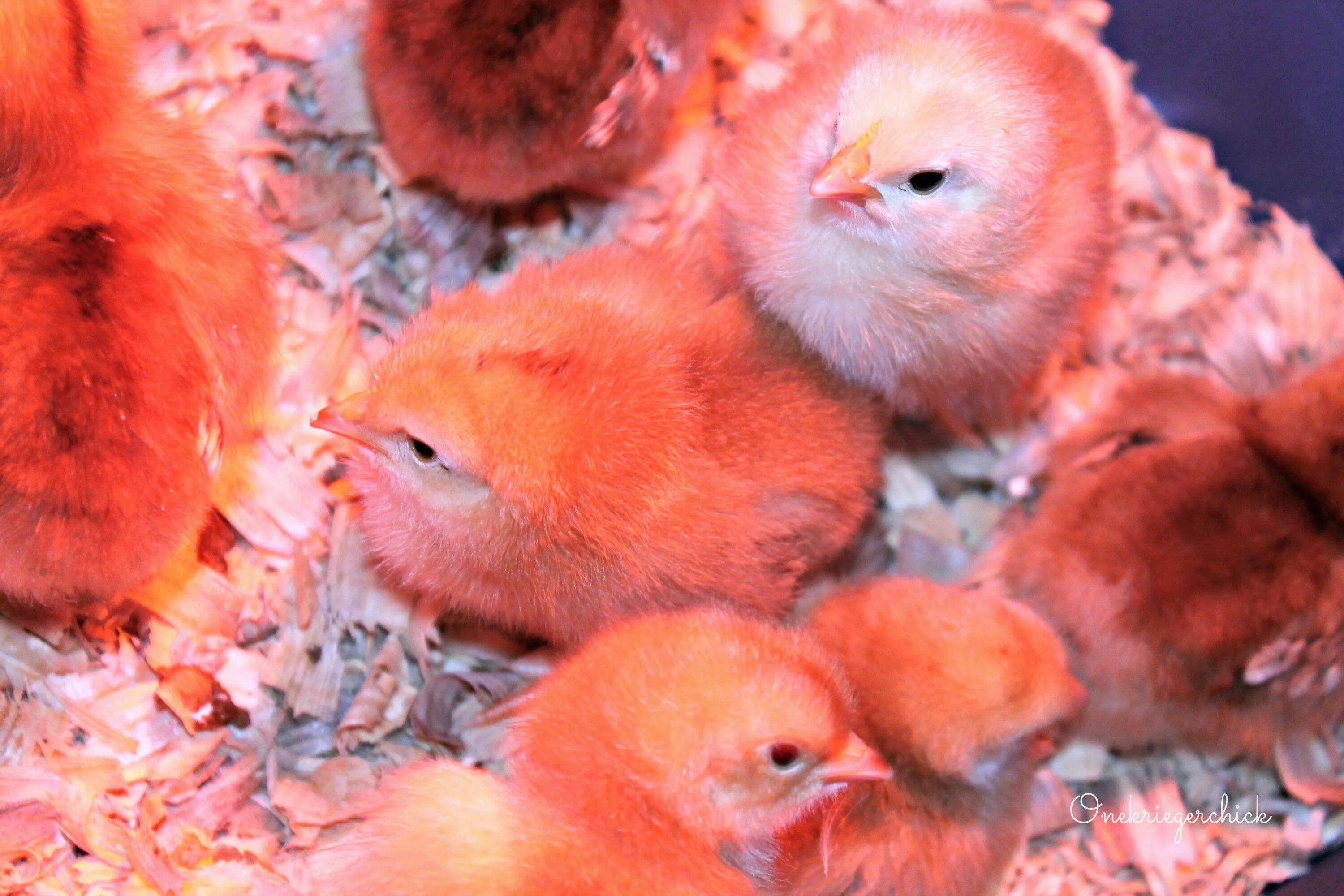 Цыплята. Разноцветные цыплята. Цыплята цветные домашние. Оранжевый цыпленок.