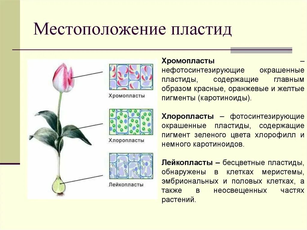 Хлоропласты содержат пигменты. Хлоропласты лейкопласты хромопласты цвета. Хлоропласты хромопласты лейкопласты. Пластиды: хлоропласты, хромопласты, лейкопласты. Пигменты пластид.. Пластиды типы пластид пигменты.