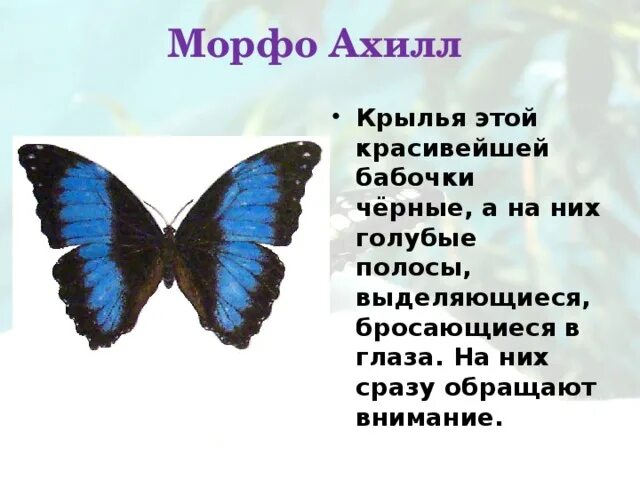 Рассказ о бабочках 2 класс. Факты о бабочках. Важные сведения о бабочках. Краткая информация о бабочке. Интересные факты о бабочках для детей.