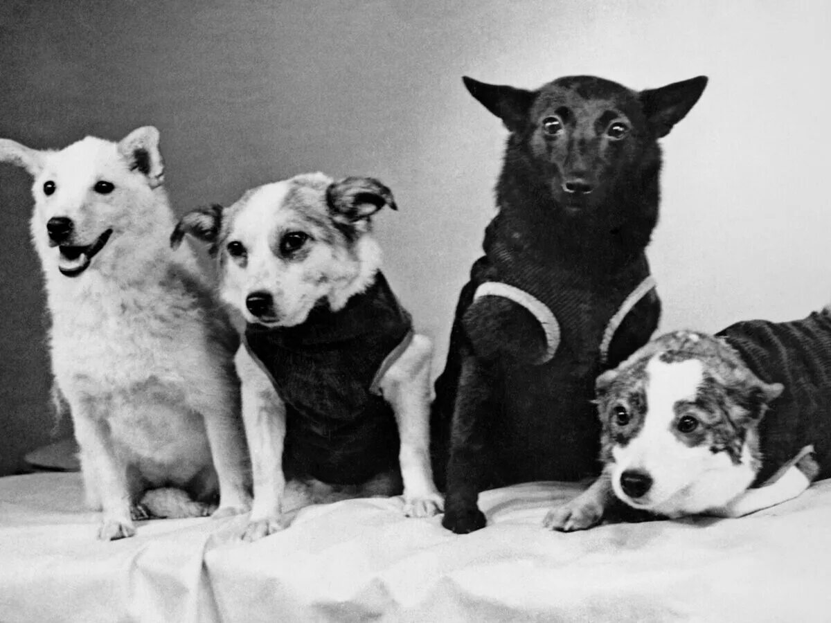 полет белки и стрелки. королёв сергей павлович белка и стрелка. первая собака в космосе белка и стрелка. первая собака полетевшая в космос. первая собака в космосе белка и стрелка.