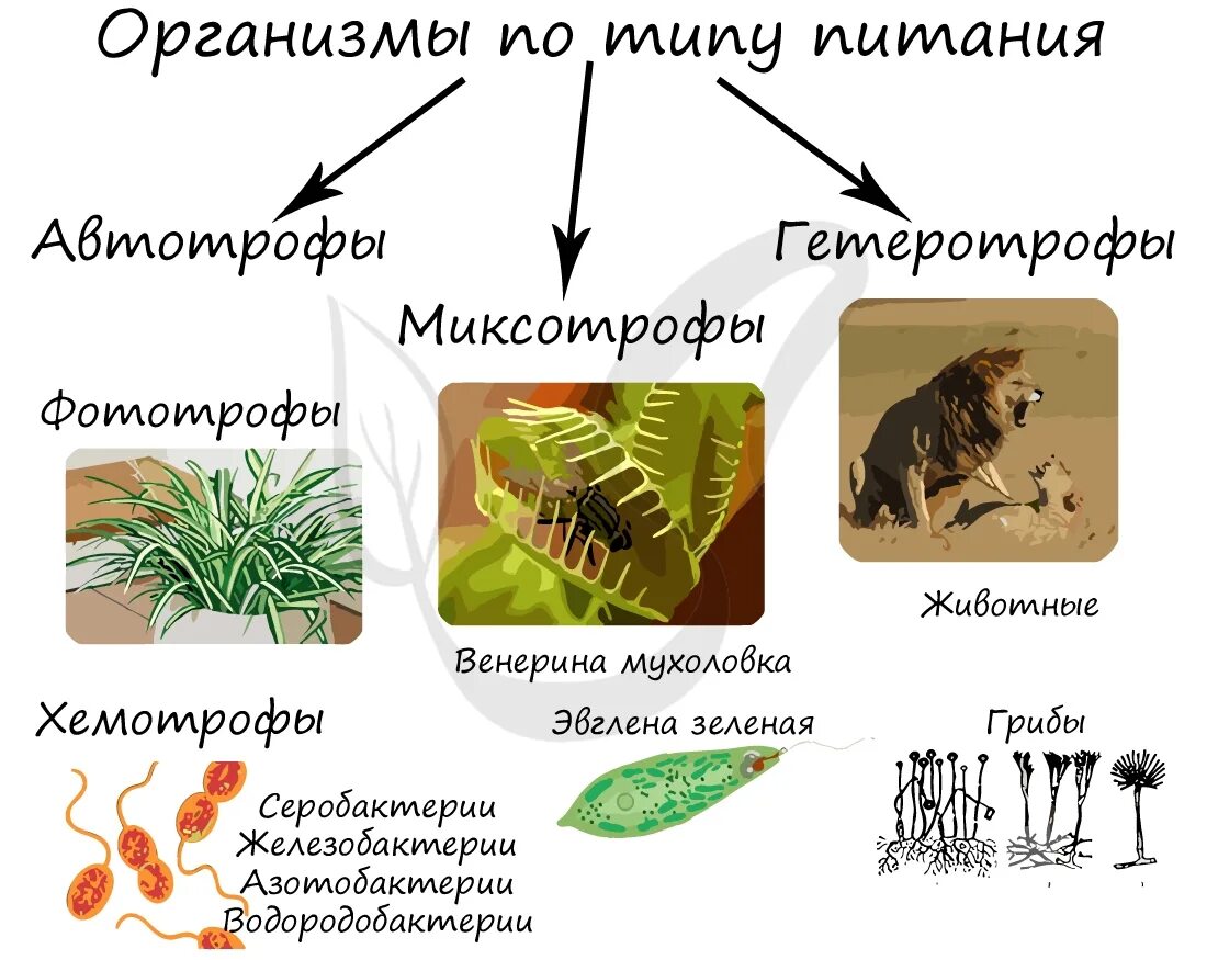 Типы питания гетеротрофы и миксотрофы. Типы питания автотрофы и гетеротрофы и миксотрофы. Типы питания организмов: автотрофный, гетеротрофный, миксотрофный. Типы питания организмов автотрофы гетеротрофы.