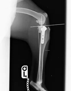 Операция tplo собаке