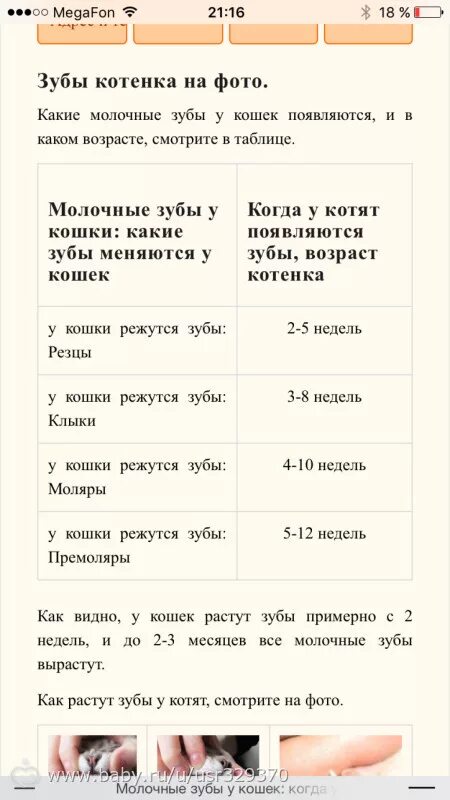 Как узнать возраст найденного котенка