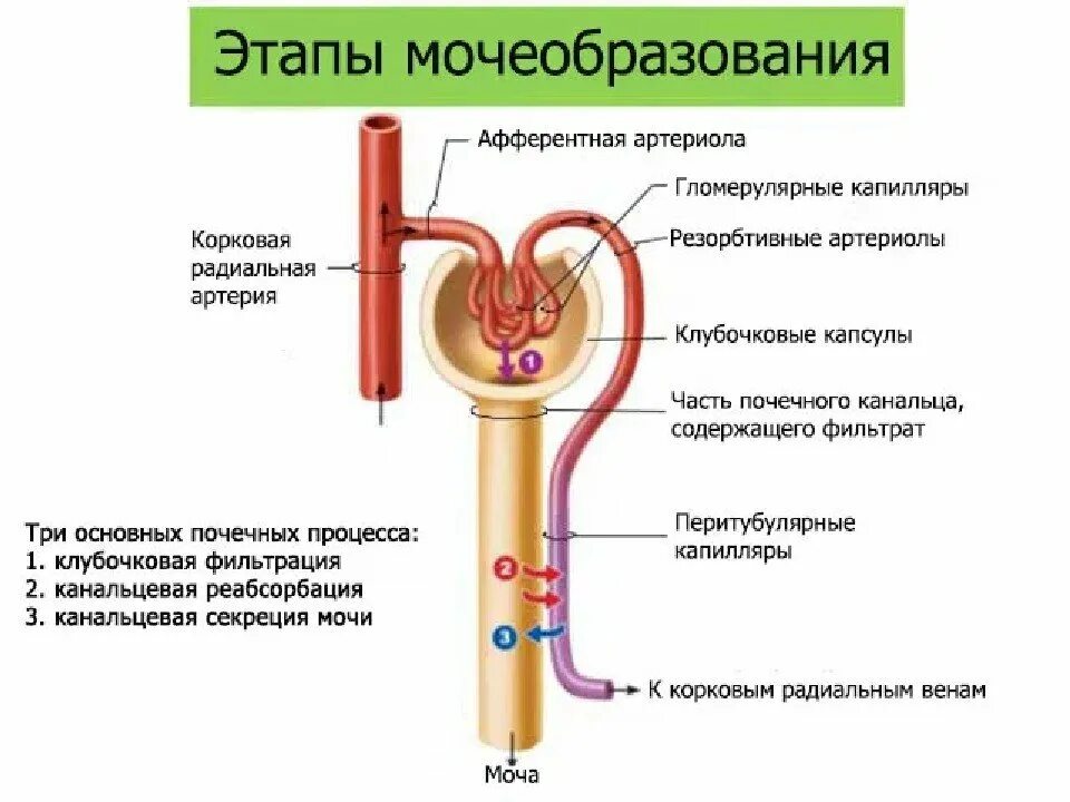 Образование первичной мочи происходит в мочеточниках. Строение нефрона и образование мочи. Этапы образования мочи схема. Механизм образования первичной мочи схема. Строение нефрона и механизм образования первичной мочи.