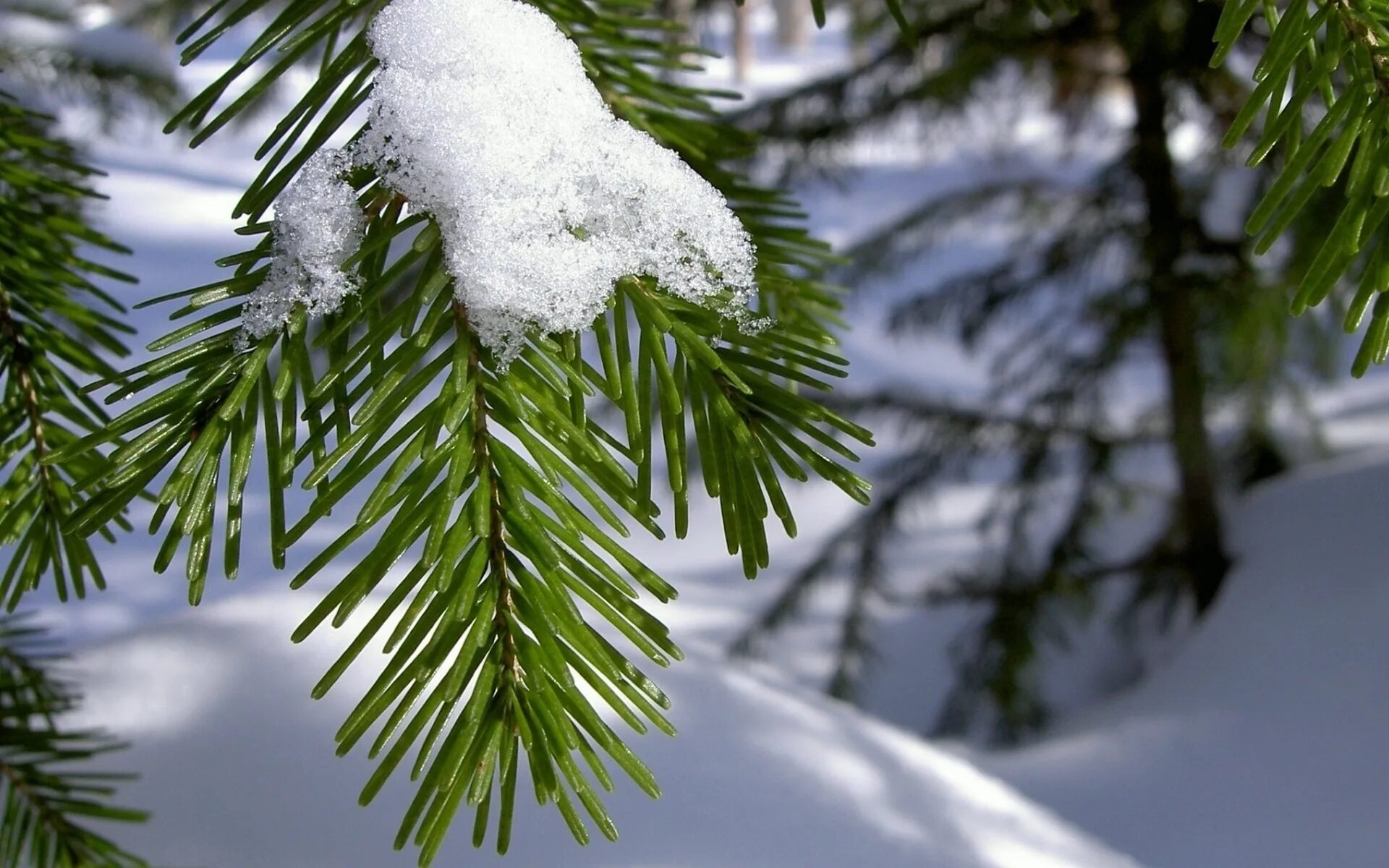 Изменения в природе в декабре. Декабрь природа. Ель в снегу. Еловые ветки в снегу. Зима елка.