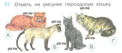 Тест про кошек