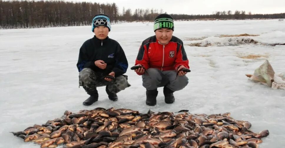 Какую рыбу ловят на куйуур. Рыбалка куйуур. традиционная якутская рыбалка. якуты рыболовство. куйуур собото.