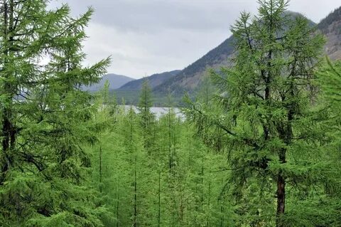 Лиственница растет в тайге