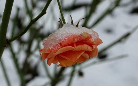 Розы в ноябре