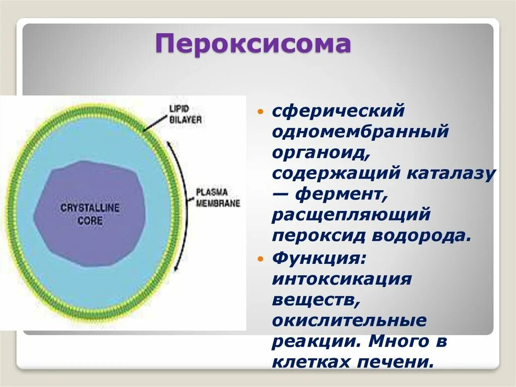 Органоиды содержащие ферменты