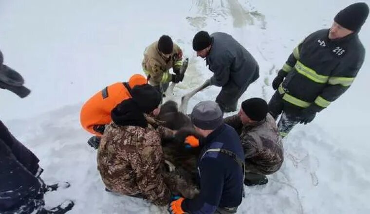 Спасатели вытащили из полыньи. Спасают животных из подо льда. Спасают из подо льда ребёнка. Спасатели ГКУ асс Псков.