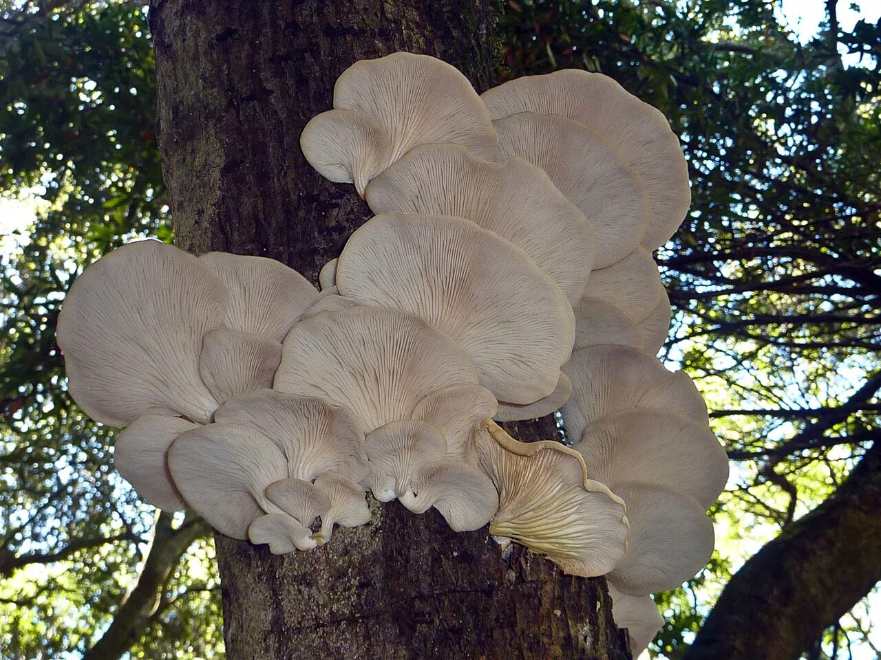 Вешенки на дереве. Вешенка обыкновенная (Pleurotus ostreatus). Вешенка Pleurotus ostreatus. Вёшенка обыкновенная / Pleurotus ostreatus. Вёшенка обыкновенная грибы.