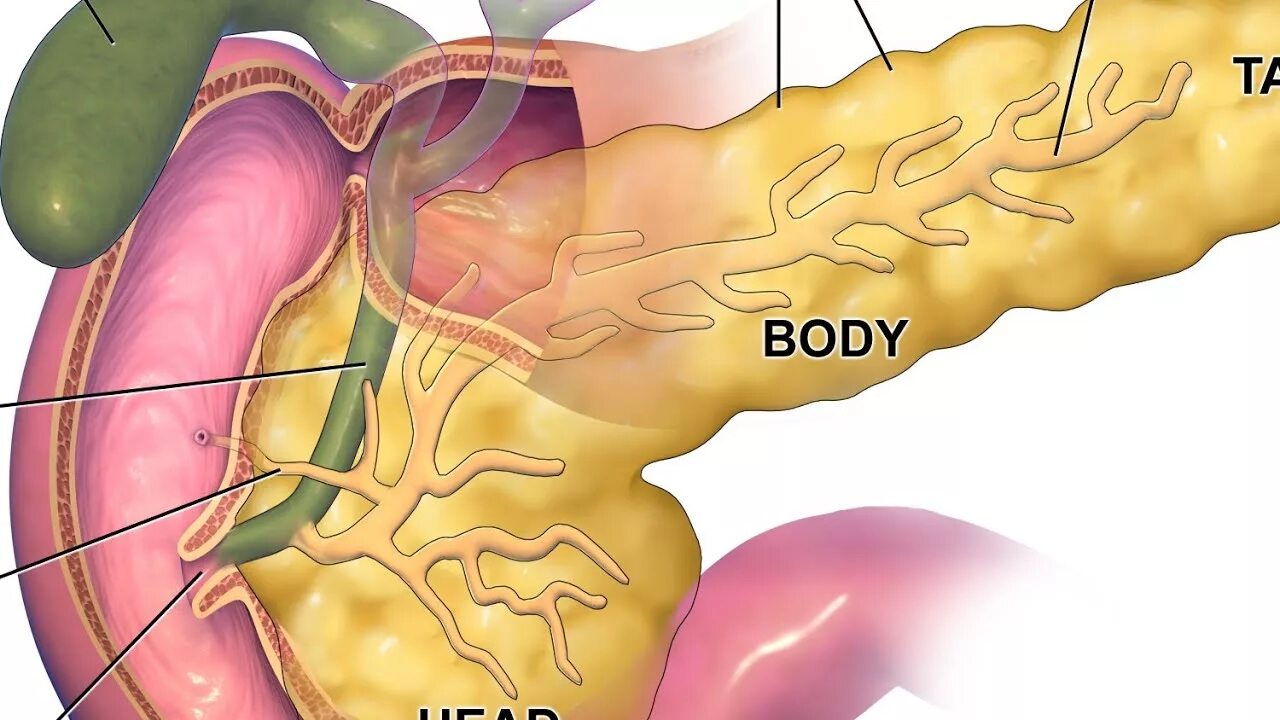 Вирсунгов проток это. Вирсунгов проток анатомия. Вирсунгов проток поджелудочной железы. Анатомия гепатобилиарной системы.