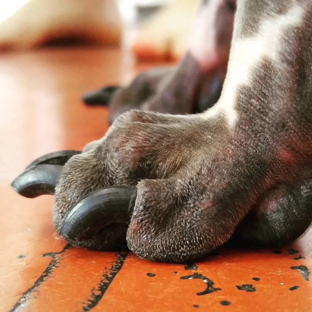 Feet dog