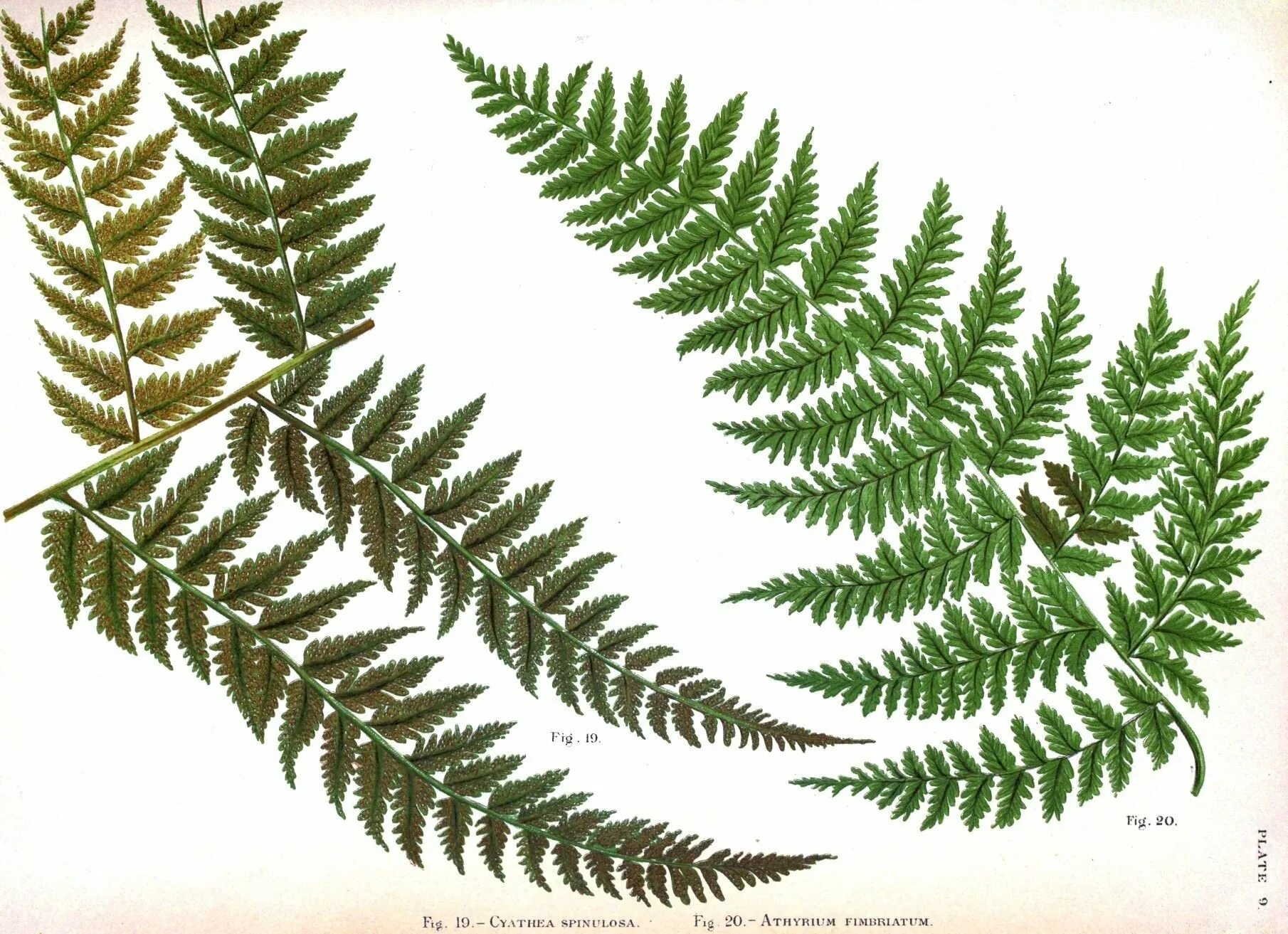 Cyathea spinulosa. Папоротниковидные рисунок. Веточка папоротника. Стилизованный папоротник.