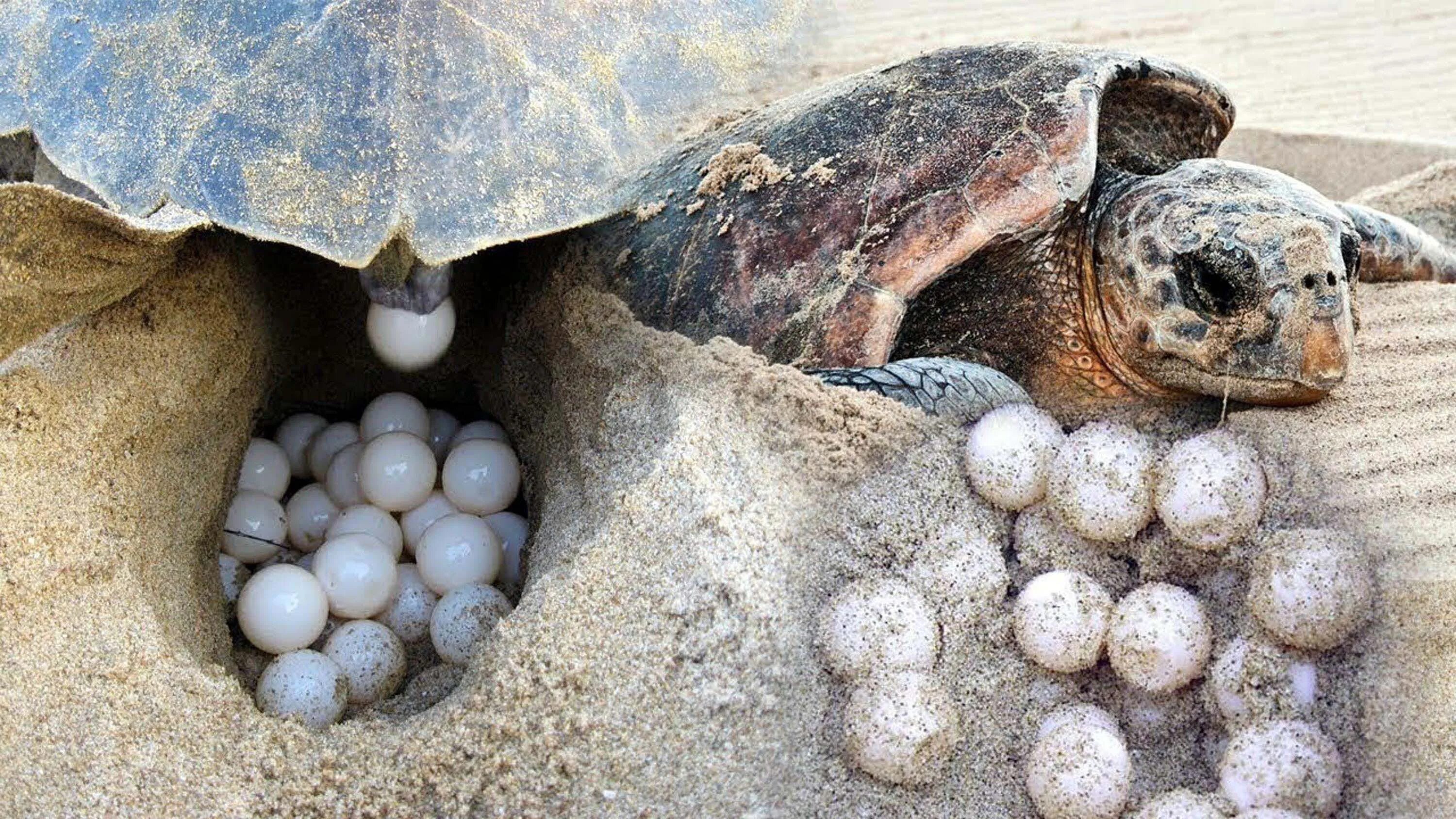 Черепаха Каретта-Каретта. Черепаха Каретта (логгерхед). Caretta Caretta черепаха. Черепаха бисса (Каретта).