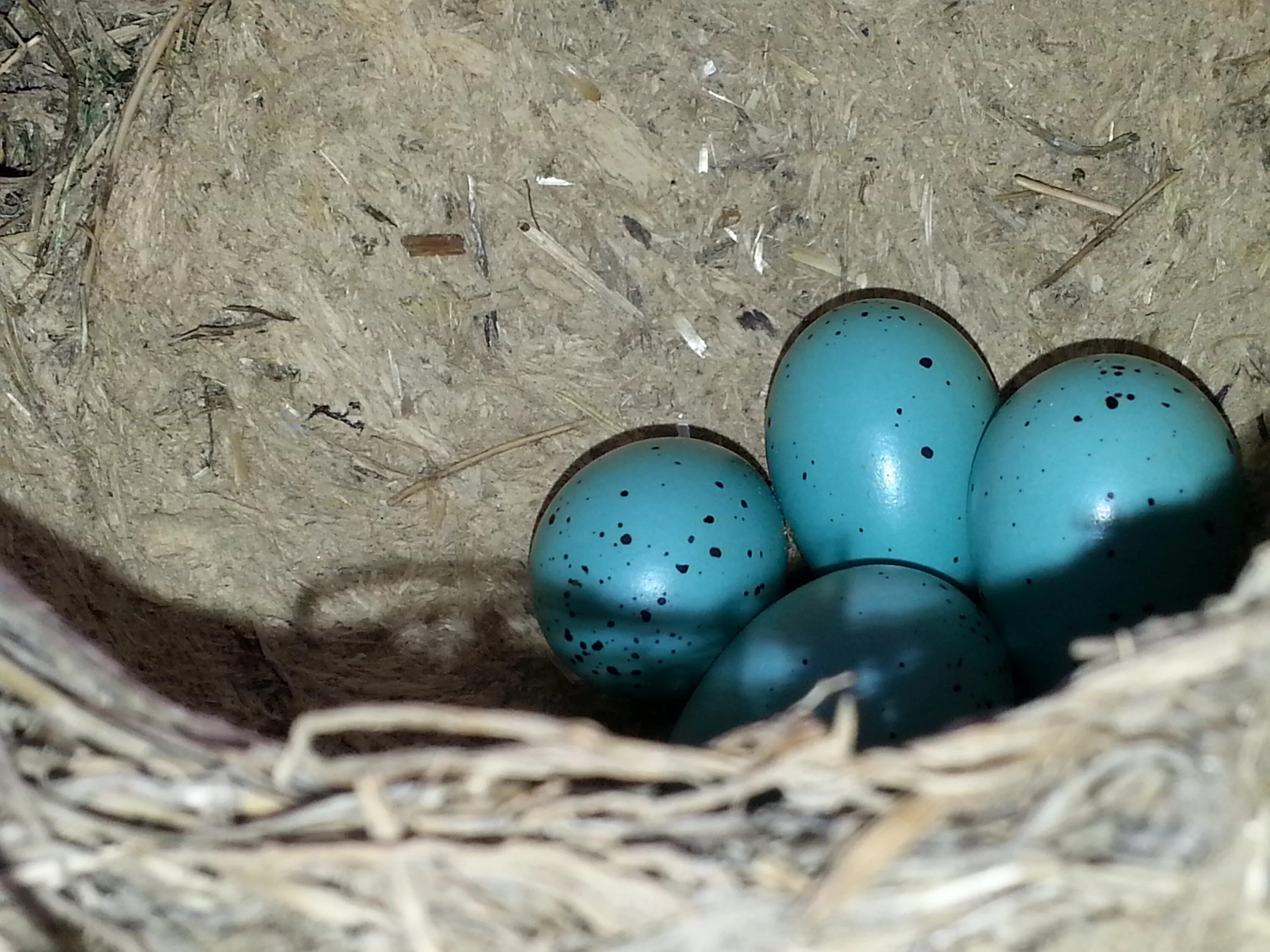 Яйца птиц. Голубые яйца. Необычные яйца птиц. Яйца воробья. Bird яйца