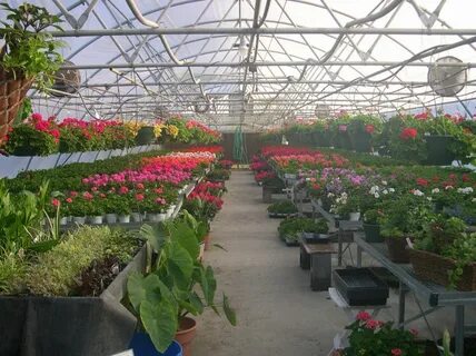Какие цветы выращивать на продажу в теплице