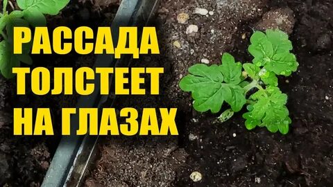 Рассада толстеет на глазах