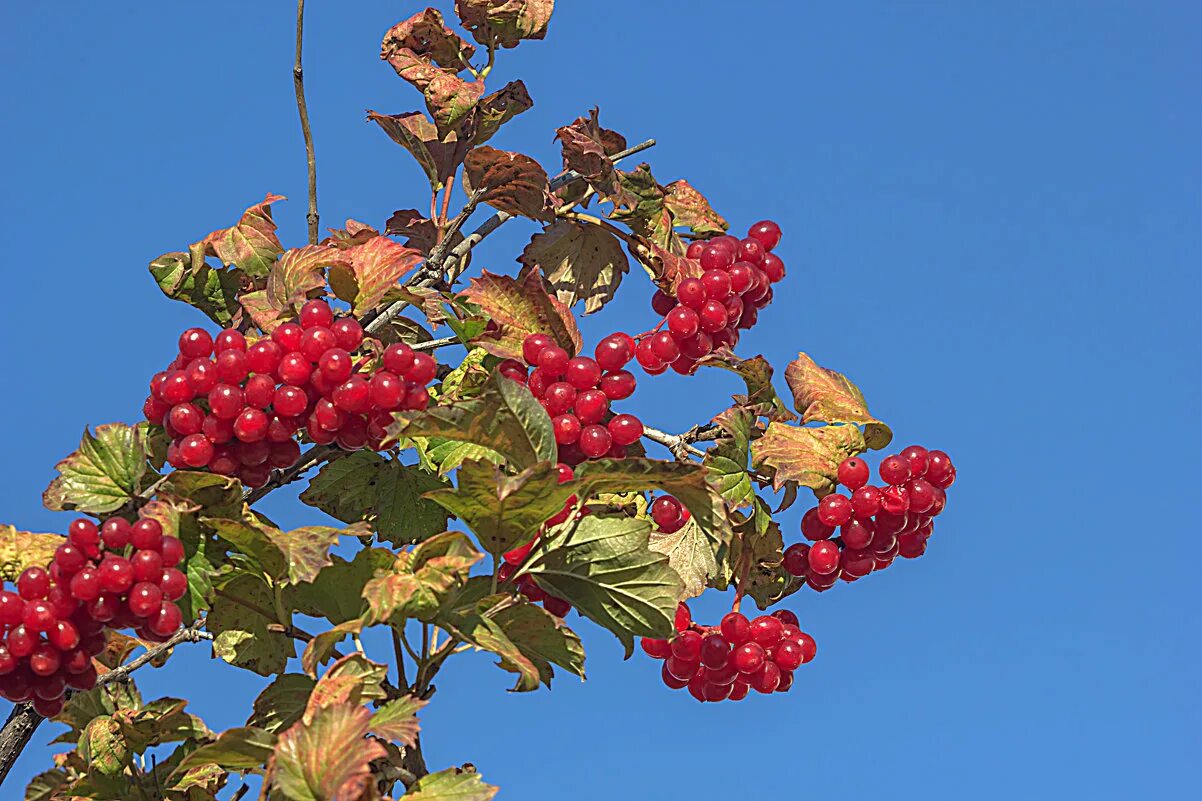 калина (viburnum). калина плодовая шукшинская. черная калина куст. куст калины людмила максимова. горел калины куст.