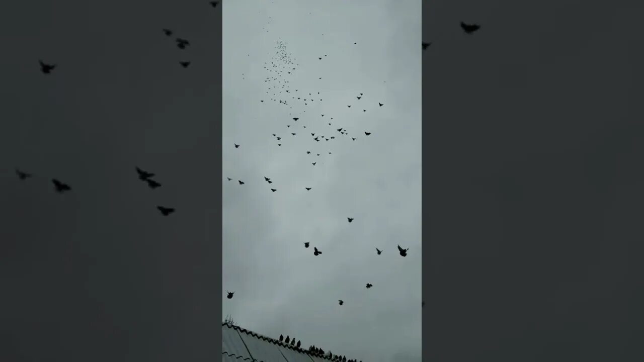 Голуби в белгороде. Голуби белгорода. Голуби белгорода. Среднеазиатские голуби. Голуби андижанцы.